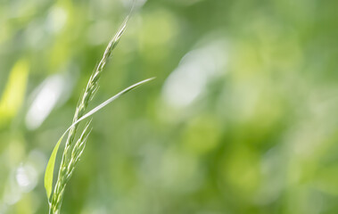 Wild grass on a sun light