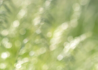 Obraz premium Wild grass on a sun light