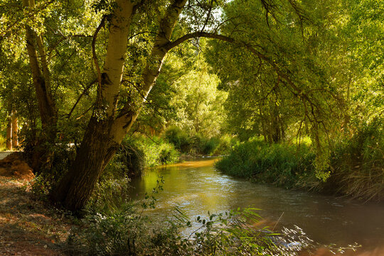 Beautiful view of a tree next to a river in the forest, on a summer afternoon