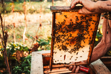 a man works in an apiary with tools near the beehive with honey and bees 8