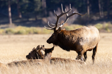 Elk Rut in Rocky Mountain National Park