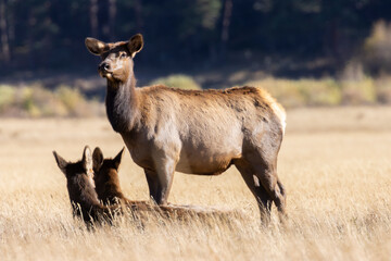 Elk Rut in Rocky Mountain National Park