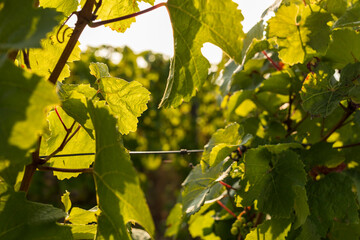Close-Up Of A Riesling Vine In The German Rheingau Wine Region