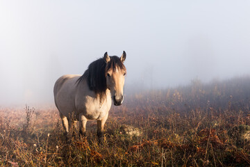 White horse in foggy meadow in mountains valley. Landscape photography