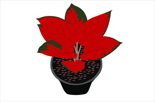 Vector illustration of the aglonema suksom jaipong ornamental plant. white background