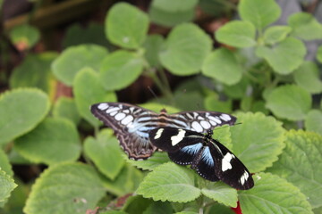 Black and Blue Butterflies