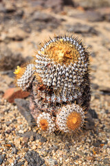 Copiapoa columna-alba in its natural habitat in the Pan de Azucar ecological reserve. Atacama Region, northern Chile, South America