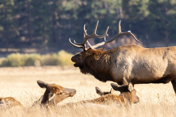 Elk Rut in Rocky Mountain National Park