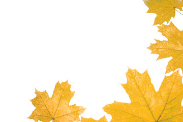 Autumn composition of yellow-orange leaves on a white background. Place for text. Flat lay.