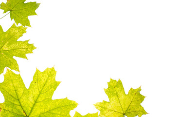 Autumn composition of yellow-orange leaves on a white background. Place for text. Flat lay.