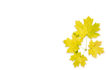 Autumn composition of yellow-orange leaves on a white background. Place for text. Flat lay.