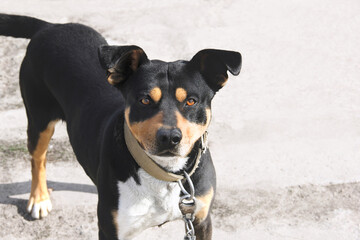 A beautiful dog looks into the camera. Dog on the street