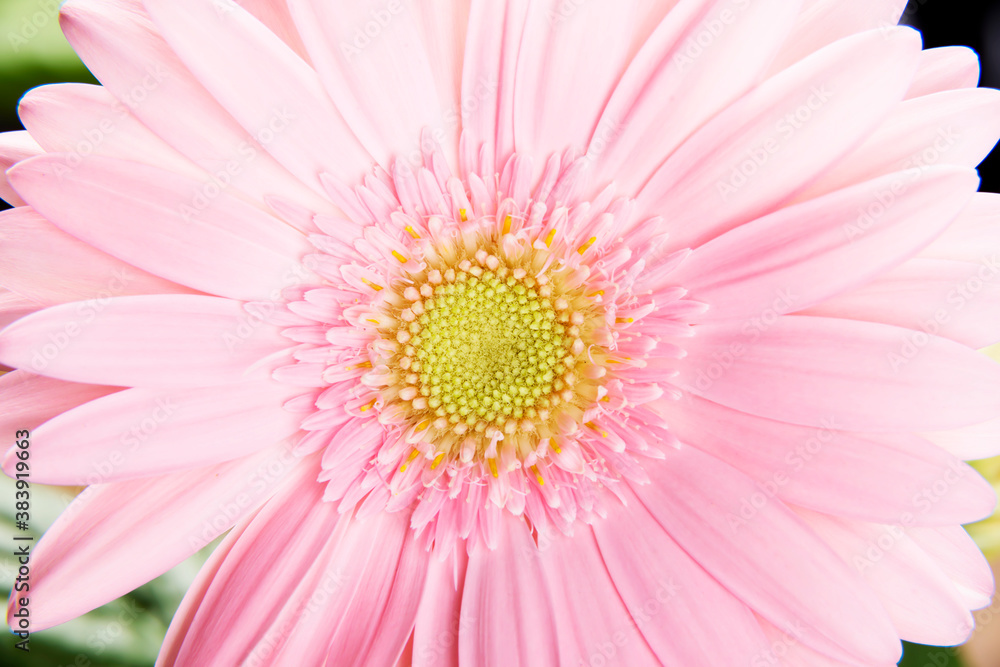 Poster close up on fresh pink gerbera flower.