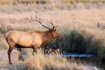 Elk Rut in Rocky Mountain National Park