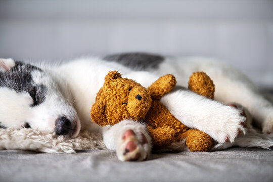 A small white dog puppy breed siberian husky with beautiful blue eyes lays on grey carpet with bear toy. Dogs and pet photography