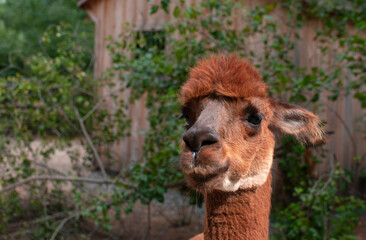 Fototapeta premium Alpaca Near Barn