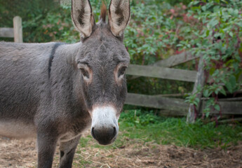 Donkey and Fence