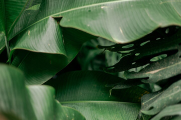 Leaf Texture 1