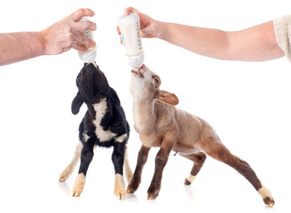 young lamb sucking