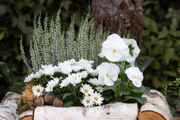 weiße Chrysantheme, Stiefmütterchen und Heidekraut mit Birkenholz als Herbst-Gartendekoration