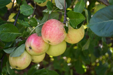 Redish apples in a tree