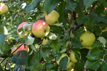 Matured apples in a tree