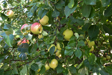 Apple tree with red and yellow apples