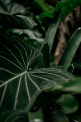 Plant Texture 3
