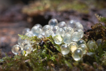 Leopard slug eggs on a wet wooden stump / egg cluster of the Limax maximus