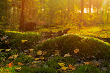 Old fall trees and stumps, covered by moss in an autumn pine-wood