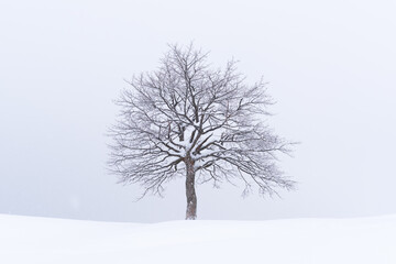 Minimalistic landscape with a lonely naked snowy tree in a winter field. Amazing scene in cloudy and foggy weather. Christmas and winter holidays background