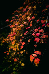 A beautiful vine with multicolored leaves during a calm and warm fall day in the deep forest - 383922230
