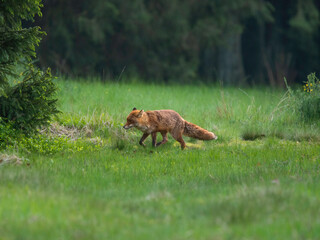 renard nature forêt animaux sauvage faune ardennes 