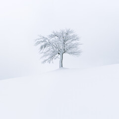 Fototapeta na wymiar Minimalistic landscape with a lonely naked snowy tree in a winter field. Amazing scene in cloudy and foggy weather. Christmas holidays and winter vacations background