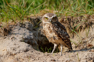 Burrowing owl (Athene cunicularia) standing in front of his hole in the Netherlands