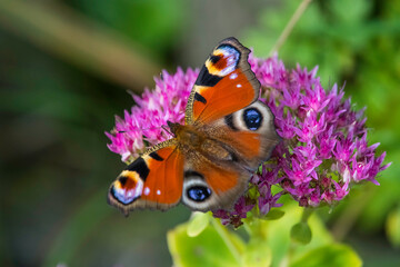 Fototapeta na wymiar Aglais (Inachis) io, the European peacock, more commonly known simply as the peacock butterfly, is a colourful butterfly, found in Europe and temperate Asia as far east as Japan.