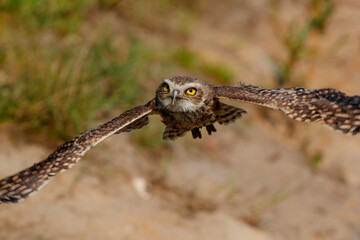Burrowing owl (Athene cunicularia) flying in the Netherlands