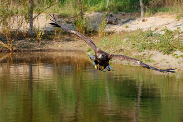 White Tailed Eagle (Haliaeetus albicilla) searching for food in a small lake in the Netherlands