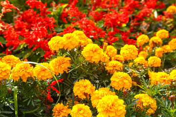 Yellow flowers of calendula officinalis on in the garden among other plants.