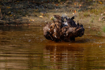White Tailed Eagle (Haliaeetus albicilla) taking a bath in a small lake in the Netherlands
