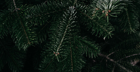 Christmas minimalistic background on the desktop with a Christmas tree. Dark green prickly branches of spruce close-up. Horizontal banner.