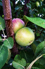 Apple with green leaves on a tree branch.