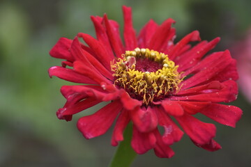 red dahlia flower