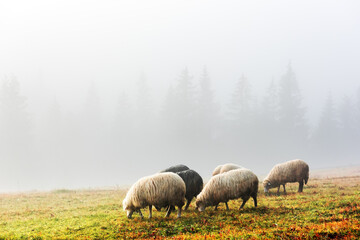 Herd of sheeps in foggy autumn mountains. Pine forest on background. Carpathians, Ukraine, Europe....