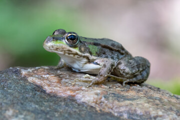 Ein Seefrosch in der Seitenansicht sitzt auf einem Stein