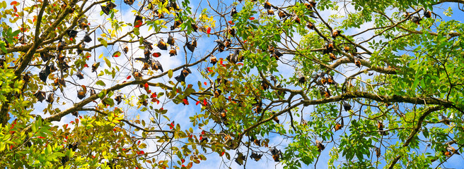 Colony of indian flying foxes. Exotic background. Wide photo.