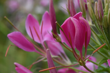 close-up of pink cleome flower in autumn garden