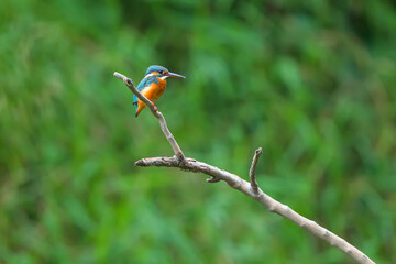 Common Kingfisher (Alcedo atthis) on a branch