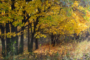 Black maple trunks with yellow foliage. The sun shines through the foliage