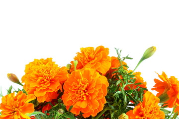 marigold flower on plant in white background for nature,agriculture,religious,festival related concept 